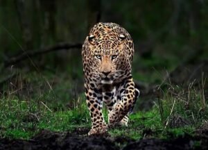 images (27)